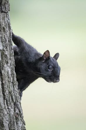 Black Squirrel Youngster