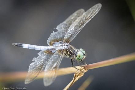 Blue Dasher Dragonfly 2