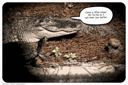Swamp Park Gator and Turtle Cartoon