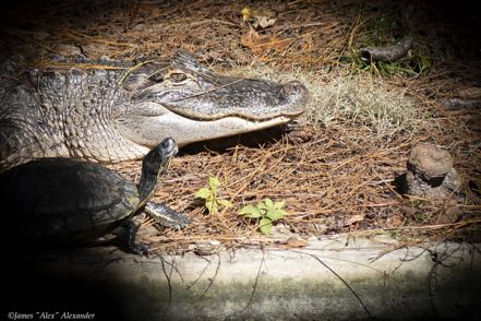 Swamp Park Gator and Turtle