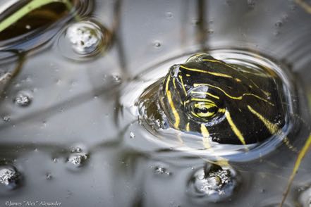 Yellow-Belied Slider Turtle