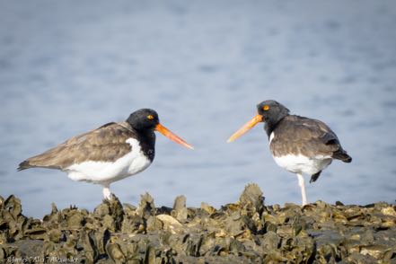 Pair of American Oystercatchers