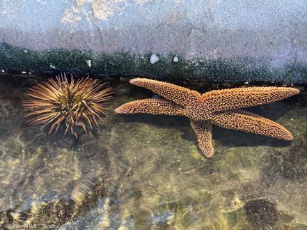 Urchin and Starfish
