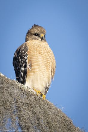 Resting Red-Shouldered Hawk