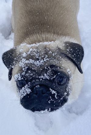 Snowy Puppy