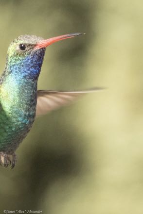 Broad-Billed Hummingbird 3