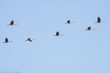 Incoming Sandhill Cranes
