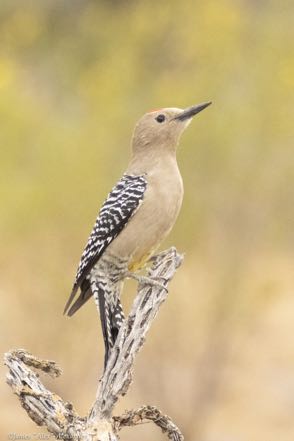 Gila Woodpecker VI