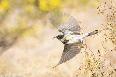 Yellow-Rumped Warbler in Flight