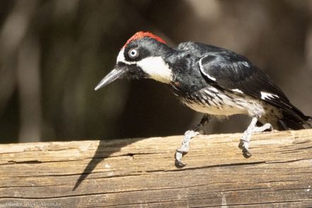 Acorn Woodpecker III