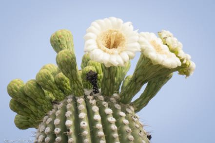Flowering Saguaro III