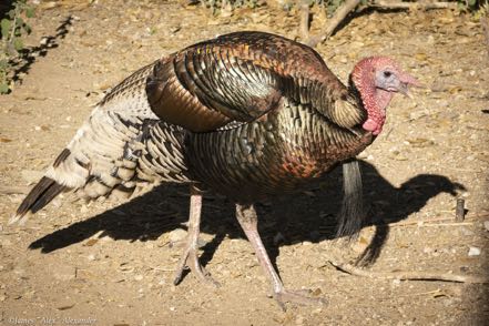 Wild Turkey II