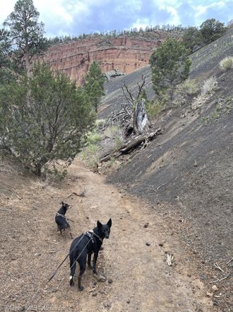 Pups on the Trail