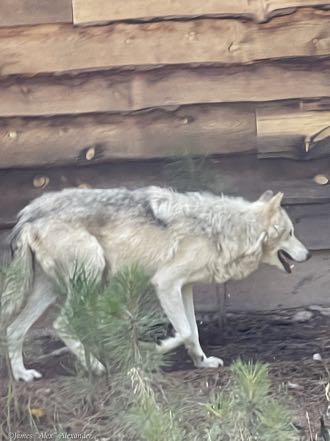 Bearizona Alaska Tundra Wolf