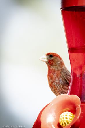 House Finch at Feeder