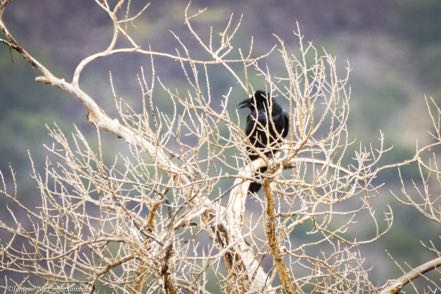 Common Raven in Dead Tree