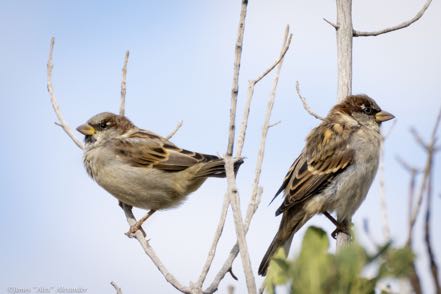Pair of House Sparrows 2