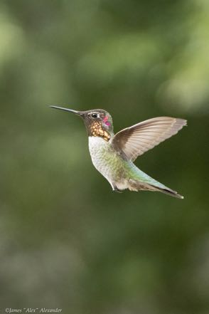 Another Hummer