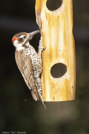 Arizona Woodpecker II