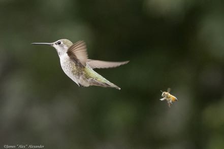 Hummer and Bee