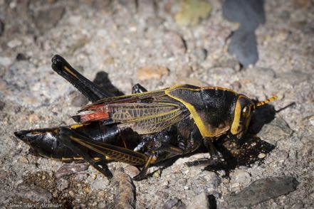 Mexican General or Horse Lubber Grasshopper
