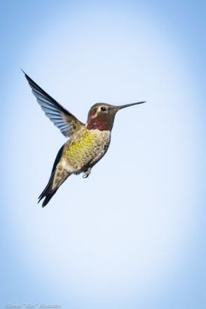 Anna's Hummingbird 3