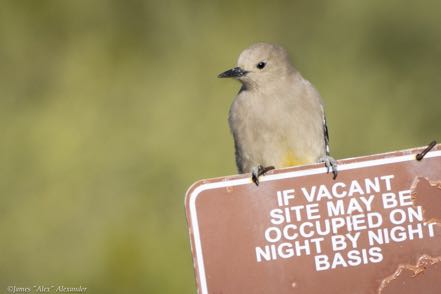 Gila Woodpecker on Sign