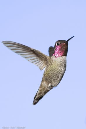 Another Hummer 2