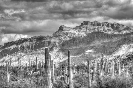 Organ Pipe Campground View 2