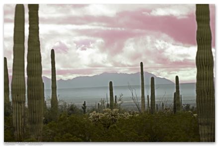 Organ Pipe Campground View