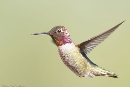 Another Pretty Hummer 2