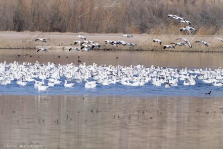 Incoming Snow Geese