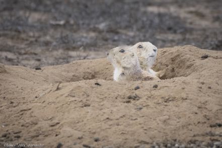 Two Prairie Dogs