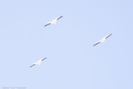 White Pelicans in Formation