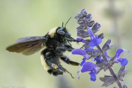 Bumblebee on Prairie Salvia