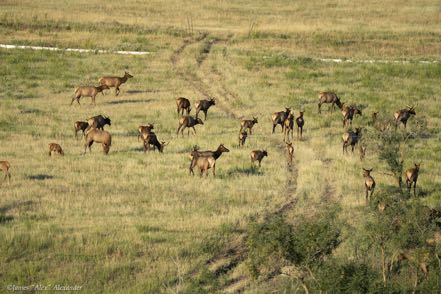 Elk on the Move