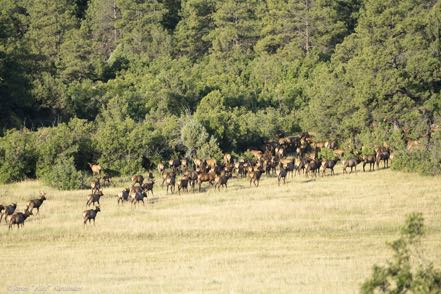 Elk on the Move 2