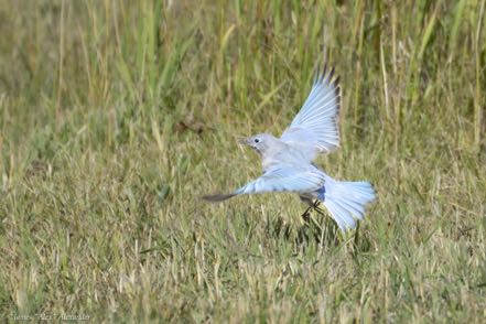 Flying Male Mountain Bluebird
