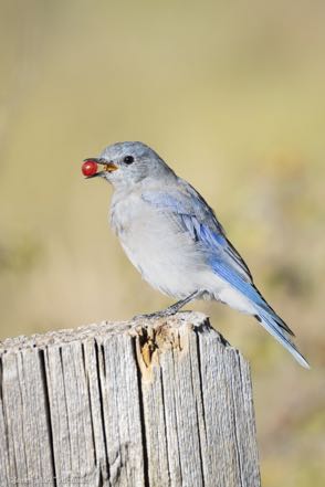 Mountain Bluebird with Currant