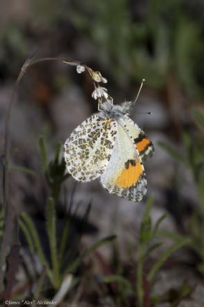 Orangetip Butterfly