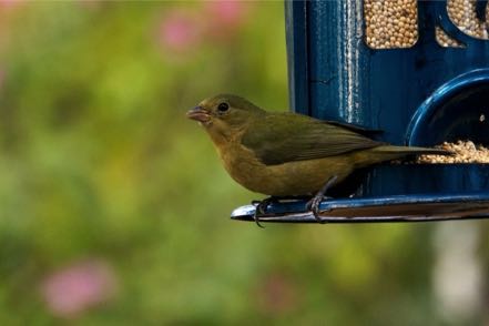 Painted Buntings 3