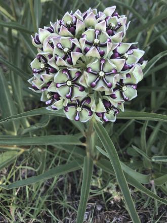 Antelope Horns Wilkweed