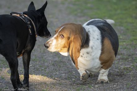 Basset Hound and Jack