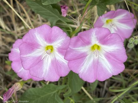 Bindweed