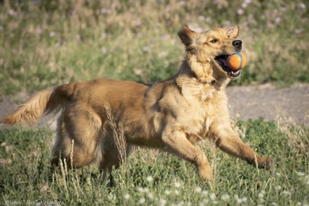 Golden Retriever I