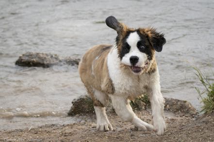 Goofy Puppy