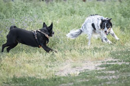 Jack in Action