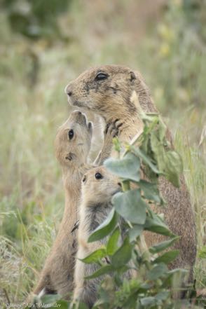 Momma and Two Baby Prairie Dogs