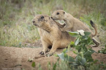 Momma and Baby Prairie Dog