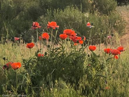 Poppy